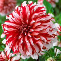 Vibrant Red And Creamy White Dahlia Flower Bulbs