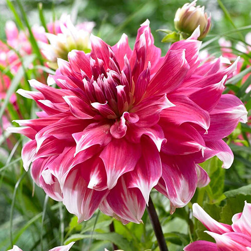 Bright Coral Pink Dahlia Flower Bulbs