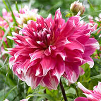 Bright Coral Pink Dahlia Flower Bulbs