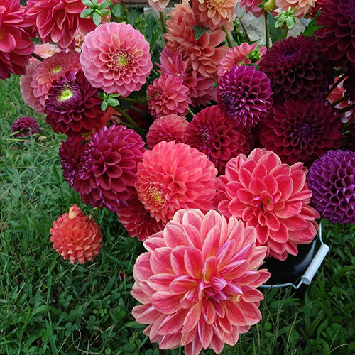 Dahlia Watermelon Mix Flower Bulbs