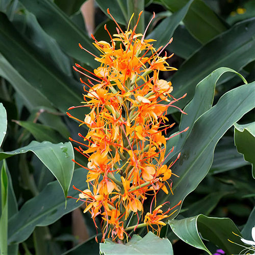 Orange Ginger Tubers Flower Bulbs