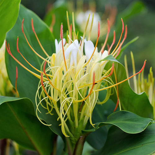 Beautiful White Ginger Tubers Flower Bulbs Size: Customized