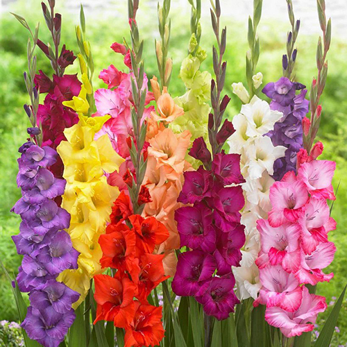 Artistic Arrangers Gladiolus Flower Bulbs