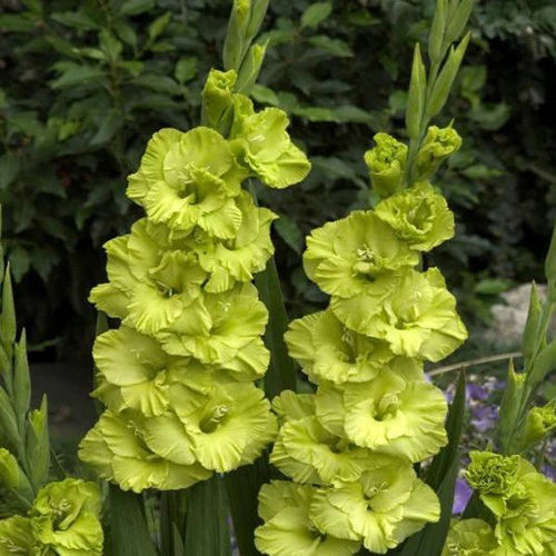 Green Star - Lime Green Gladiolus Flower Bulbs