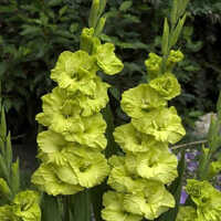 Green Star - Lime Green Gladiolus Flower Bulbs