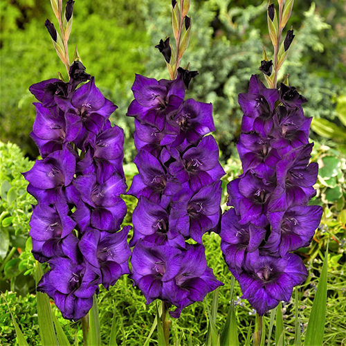 Purple Flora - Pretty Rich Violet Gladiolus Flower Bulbs