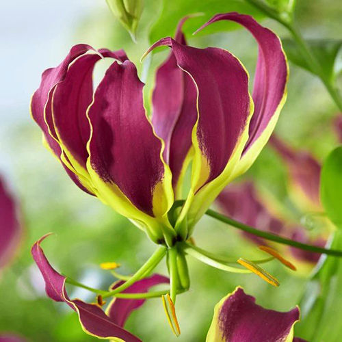 Red Purple Glory Lily Flower Bulbs