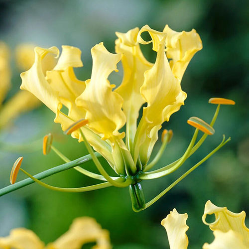 Bright Yellow Glory Lily Flower Bulbs Size: Customized