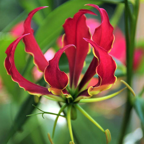 Bi-Color Red And Yellow Glory Lily Flower Bulbs