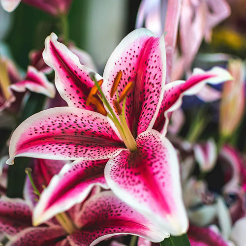 Fragrant Oriental Lily Flower Bulbs