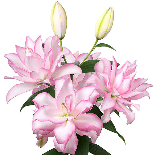 Light Pink Oriental Lily Flower Bulbs