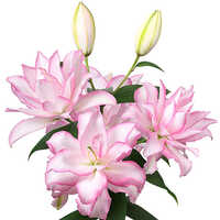 Light Pink Oriental Lily Flower Bulbs