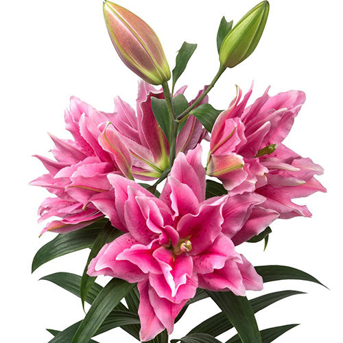 Pink Oriental Lily Flower Bulbs