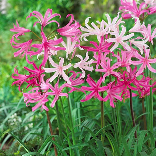 Pink Mixed Nerine Flower Bulbs