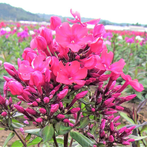 Fragrant Phlox Bare Root Plants Flower Bulbs