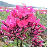 Fragrant Phlox Bare Root Plants Flower Bulbs