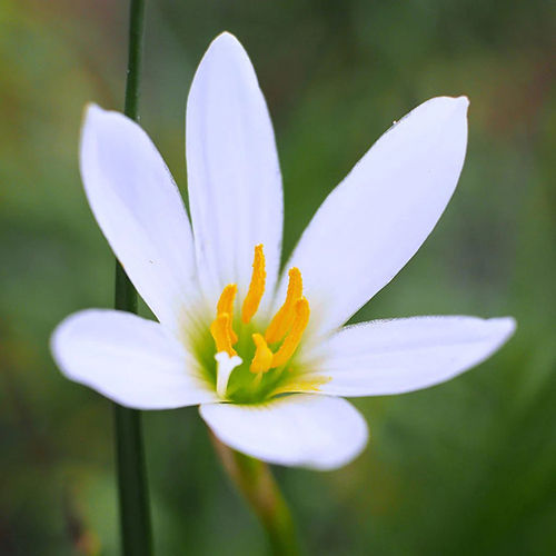 White Rain Lily Flower Bulbs