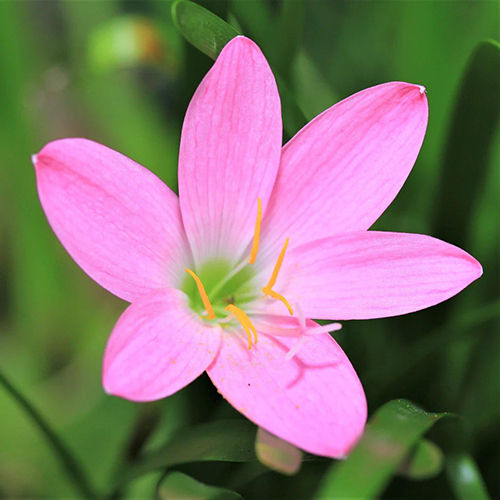 Pink Rain Lily Flower Bulbs