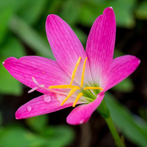 Pink Rain Lily Flower Bulbs