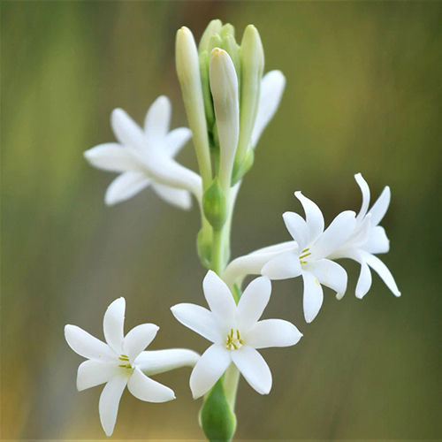 Fragrant Tuberose Flower Bulbs