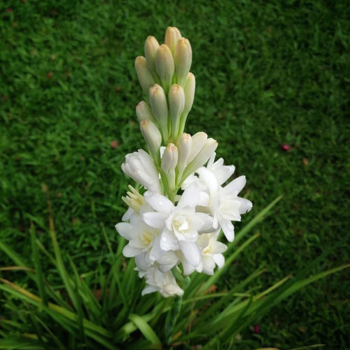 Fragrant White Double Flower Bulbs