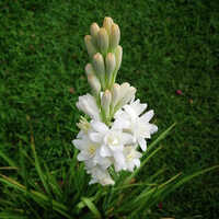 Fragrant White Double Flower Bulbs