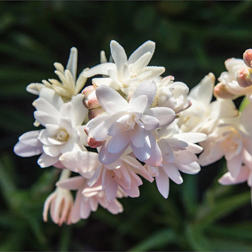 Pretty Pink Tuberose Flower Bulbs