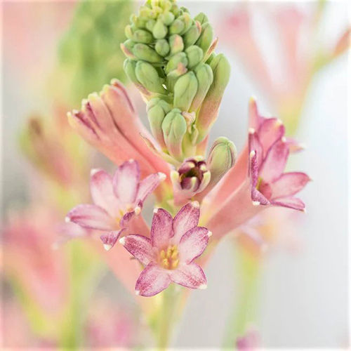 Lavender Pink Tuberose Flower Bulbs