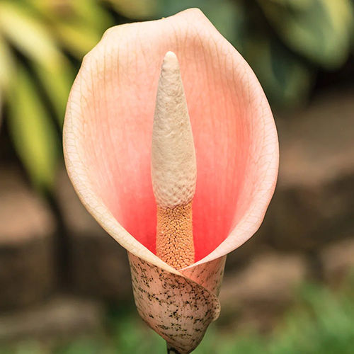 Tall Pink Voodoo Lily Flower Bulbs