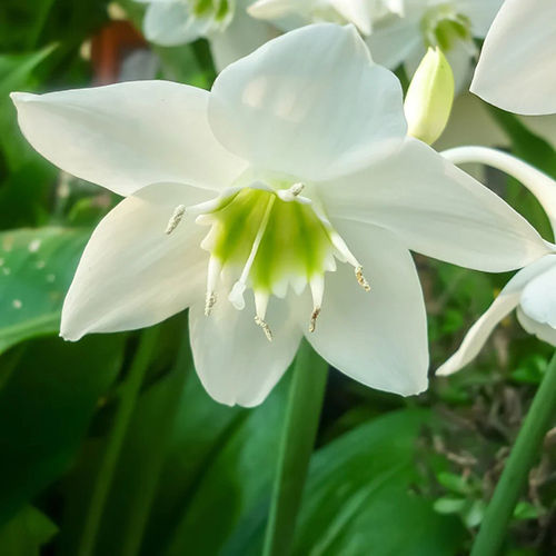 Gorgeous White Amazon Lily Flower Bulbs