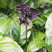 Stunning Black Bat Flower Plant