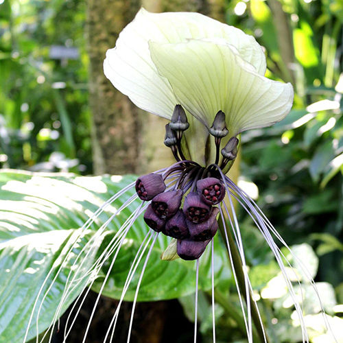 Gorgeous White Bat Flower Plant