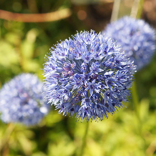 Allium Flower Bulbs