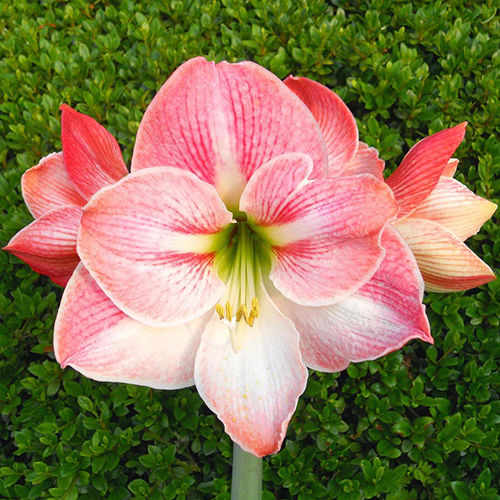 Pink And White Amaryllis Flower Bulbs