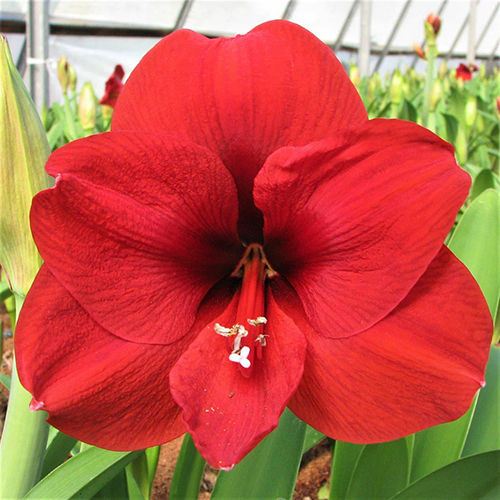 Red Amaryllis Flower Bulbs