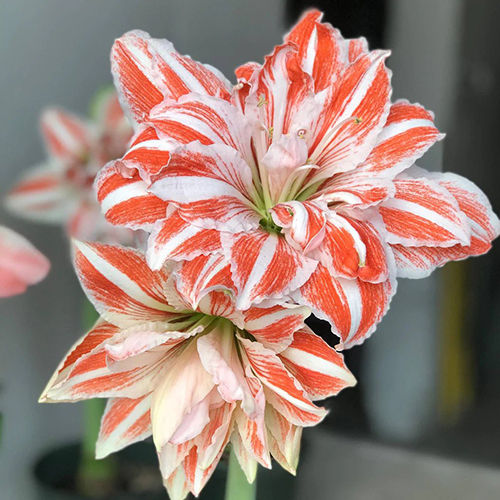 Salmon And White Double Amaryllis Flower Bulbs