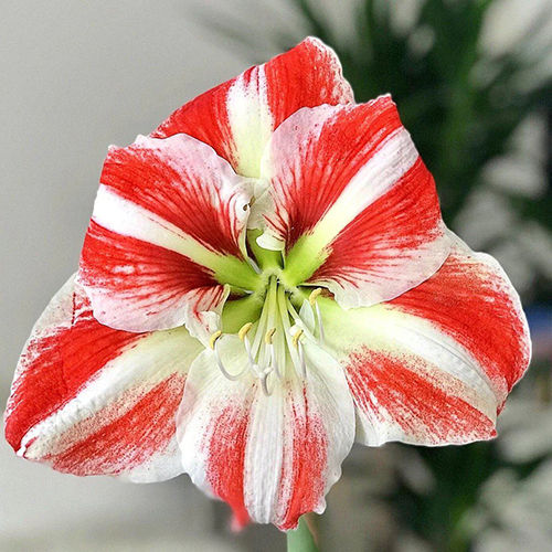 White And Red Candy Cane Amaryllis Flower Bulbs