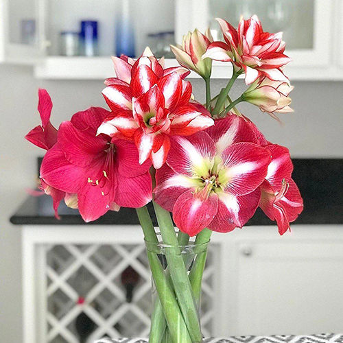 Mixed Amaryllis Flower Bulbs