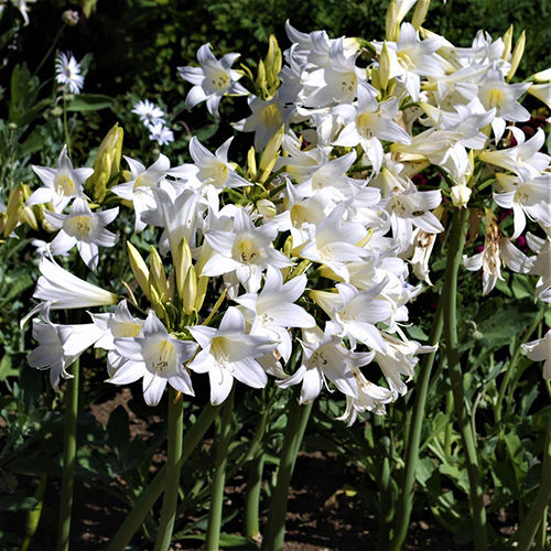 Rare White Belladonna Lily Flower Bulbs