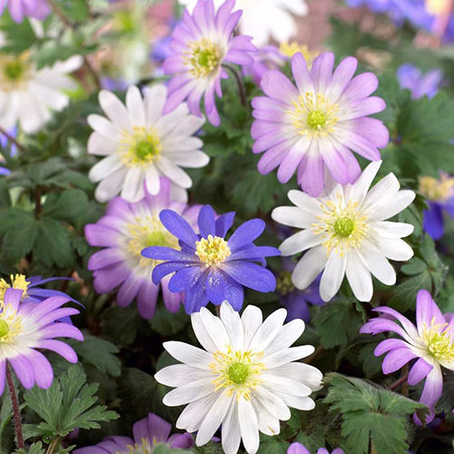 Pastel Anemone Blanda Flower Bulbs