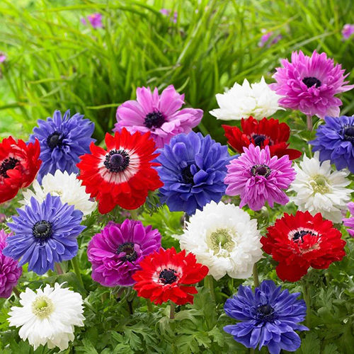 Doubles Mixed Color Anemone Flower Bulbs