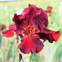 Deep Red Reblooming Bearded Iris Bernice's Legacy Flower Bulbs