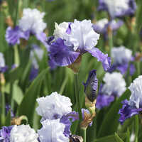 Blue and White Reblooming Bearded Iris Mariposa Skies Flower Bulbs