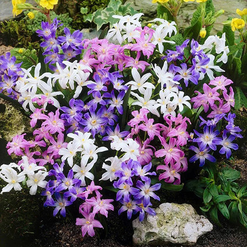 Sparkling Chionodoxa Flower Bulbs