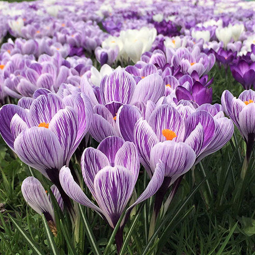 Soft Violet Crocus Vernus Flower Bulbs