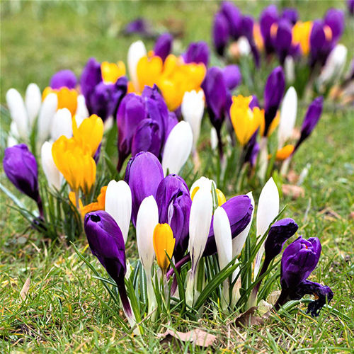 Bold Mixed Crocus Flower Bulbs