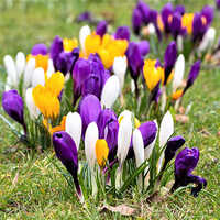 Bold Mixed Crocus Flower Bulbs