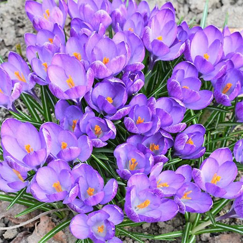 Stunning Purple Crocus Flower Bulbs