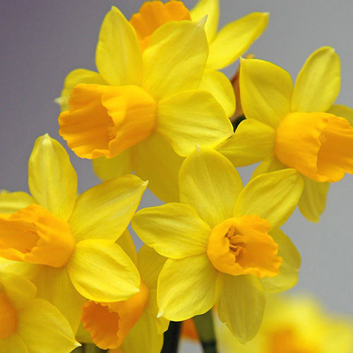 Swept-back Brilliant Yellow Narcissus Flower Bulbs Size: Customized