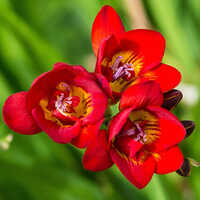 Red And Yellow Freesia Flower Bulbs